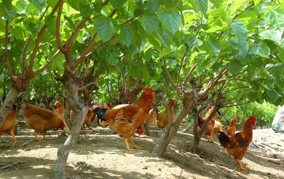 家禽宰杀与农产品处理指南