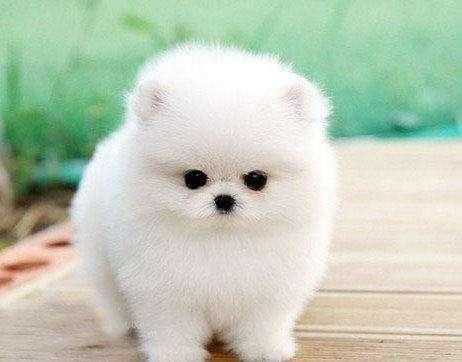 认识博美犬 体型小巧可爱的萌宠，这些特点你了解吗？