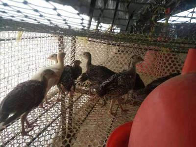 珍珠鸡市场全解析 从鸡苗到成鸡的价格、供应与全国发货服务