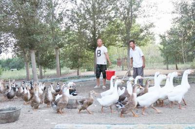 小康路上不掉队 家禽销售助力乡村振兴