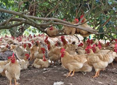 湛江德鹏生态农业开业，助力湛江鸡产业腾飞