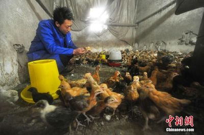 江西仨“90后”创业者养鸡年销售逾600万，家禽创业引领乡村振兴新路