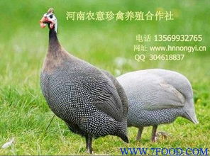 山东珍珠鸡养殖场专业供应，食品科技网助力家禽销售升级