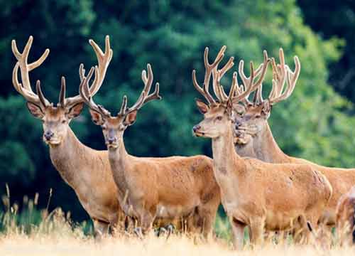 2018年第二届中国（广西）畜牧业博览会 家禽产业的新机遇与销售新趋势