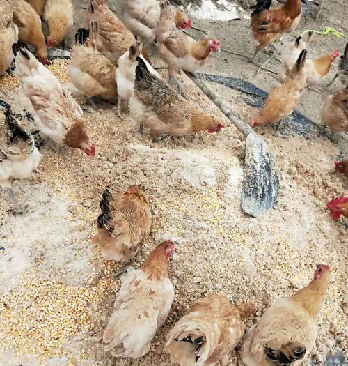 牵线搭桥助销售 真情帮扶暖人心——记家禽销售背后的暖心故事