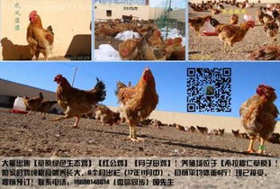 国庆家禽热卖促销，个体经营肉鸡供应商价格实惠
