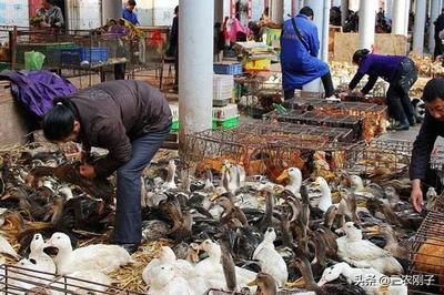 取消活禽交易市场对家禽销售就业影响的深度分析