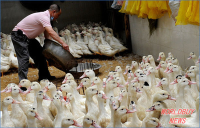 福州海峡家禽批发市场重启运营，首日销售近万羽彰显市场活力