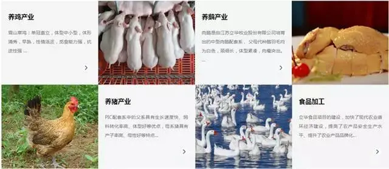 2021年5月家禽销售数据观察 圣农、益生等八家企业市场表现分析